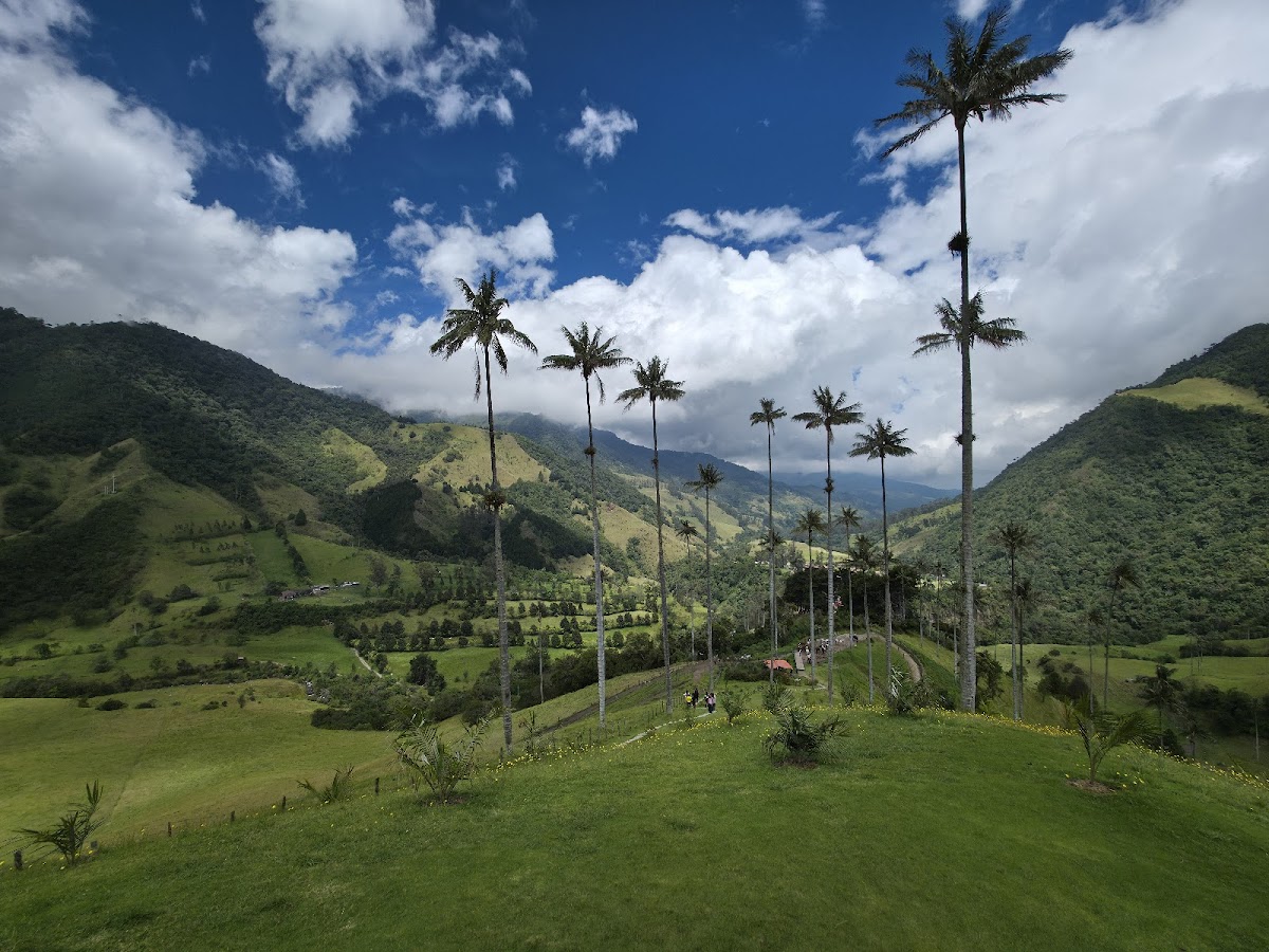Towering wax palms in the Cocora Valley with green hills behind