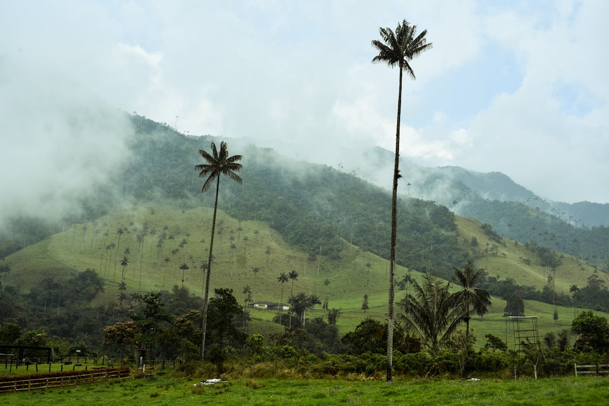 Wax palm trees rising between mountains in Valle de Cocora, Colombia