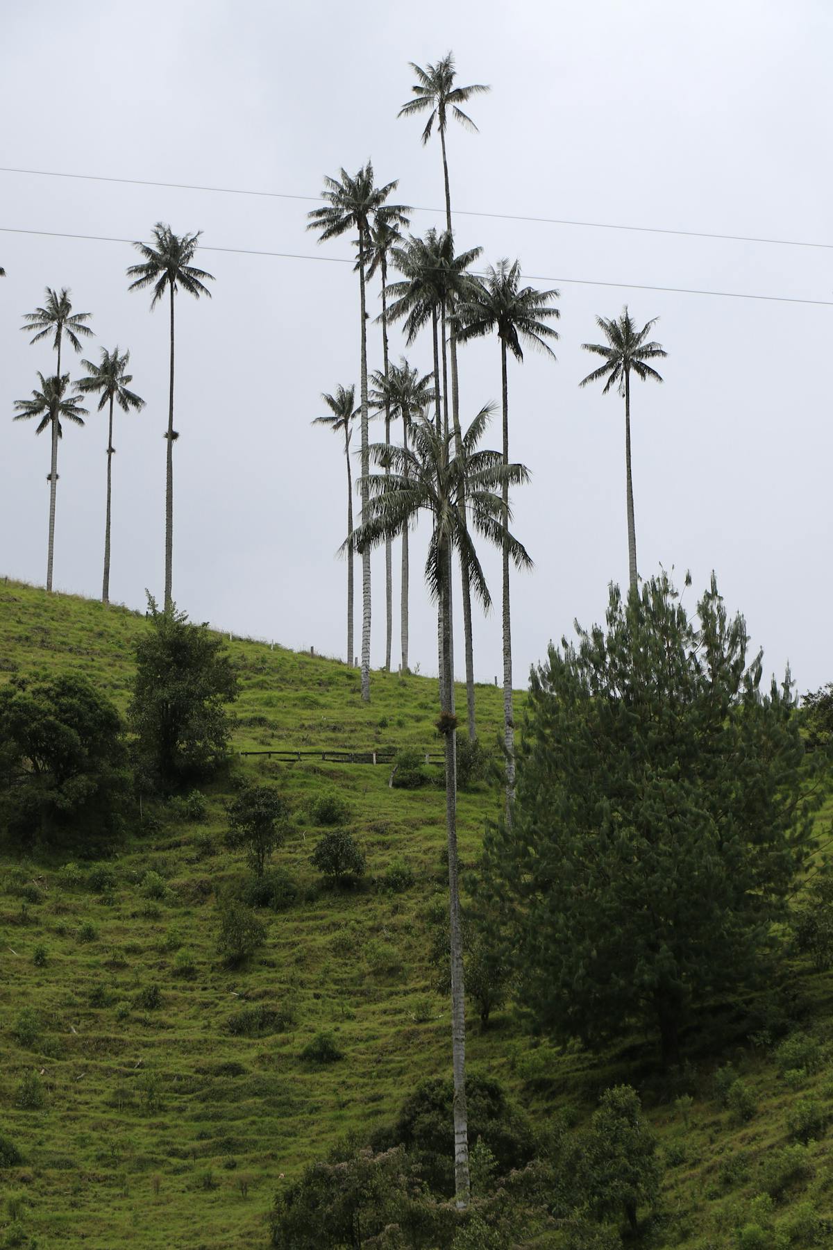 Tall wax palm trees rising from a green valley in Colombia's Cocora Valley