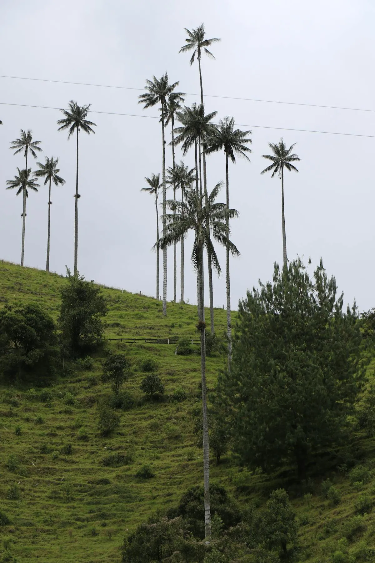 Tall wax palm trees rising from a green valley in Colombia's Cocora Valley