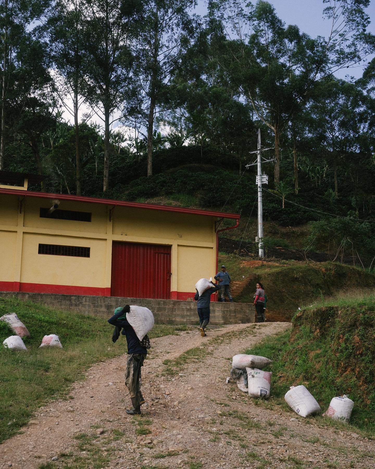 Coffee harvest season in rural Colombia
