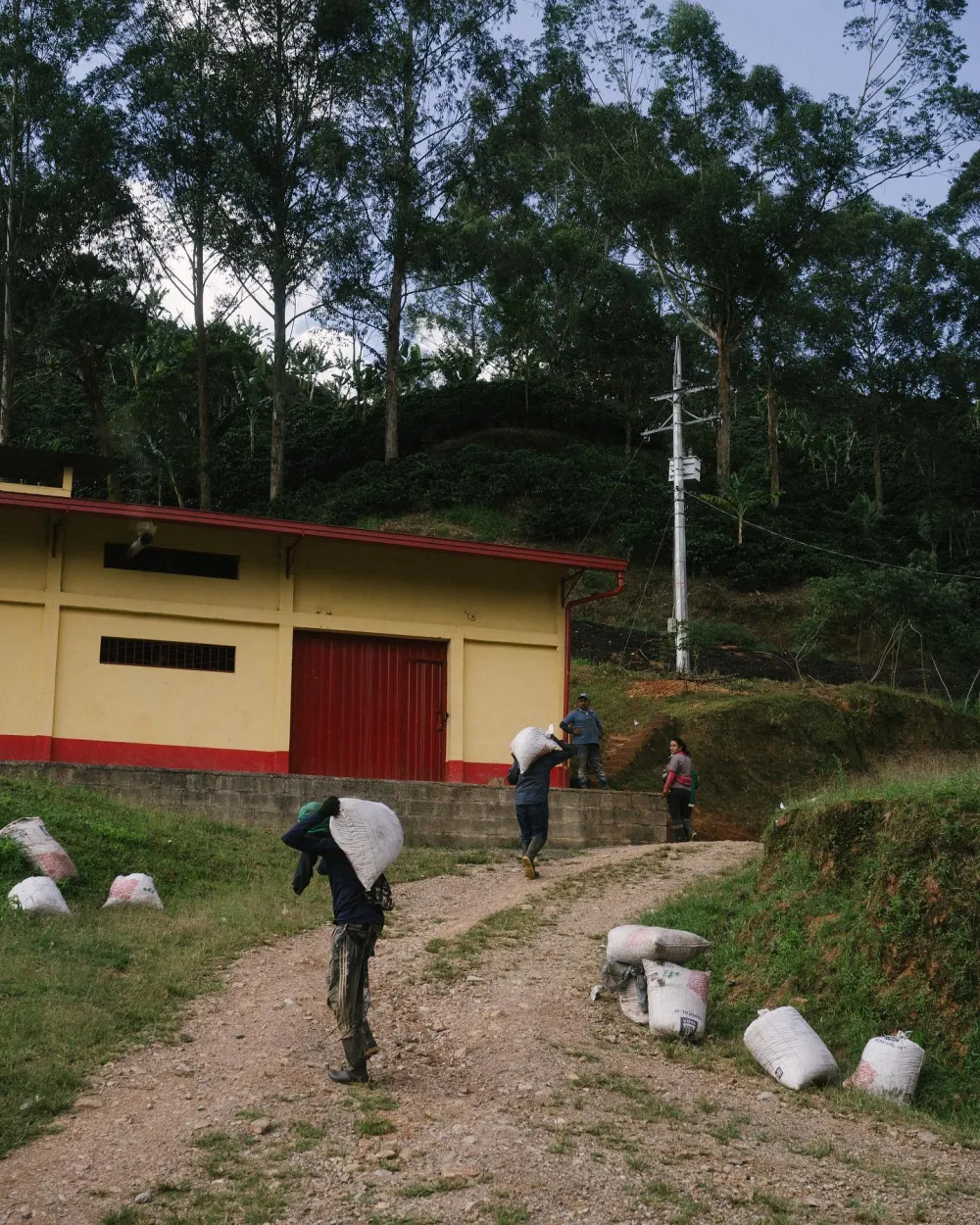 Coffee harvest season in rural Colombia